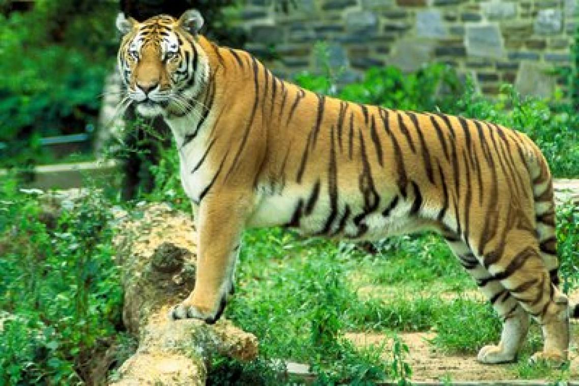 bengal-tiger-sundarban1