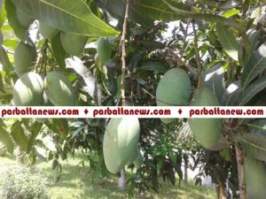 Bandarban mango pic-8.6