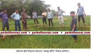 TEKNAF-PIC-PADDY-11.09
