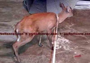 DEER