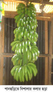 Banana Pic